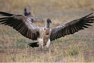 视觉小说《我的可爱女儿》 上线免费更新“献祭的儿子”